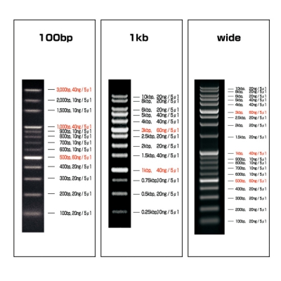 DNA分子大小梯度标记条(可常温保存) VIO-100-5(5条箱) 2-9883-02